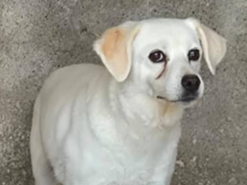 Adotta un cane, taglia media contenuta, femmina, Lucca