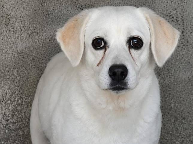 Vuoi adottare un cane a Lucca?
