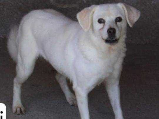 Adotta il cane Briciola a Lucca