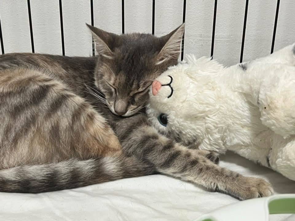 Adozione gatto, femmina, Razza sconosciuta Razza sconosciuta, 4 mesi, taglia non valida, Bari