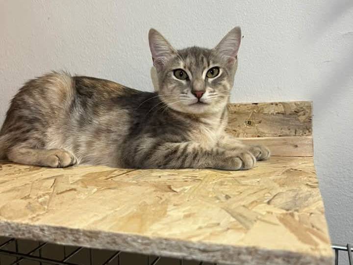 Adotta un gatto, femmina, 4 mesi, Bari