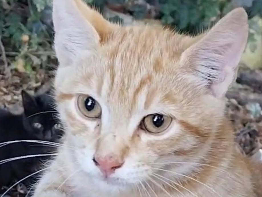 Adozione gatto, maschio, Razza sconosciuta Razza sconosciuta, 3 mesi, taglia non valida, Viterbo