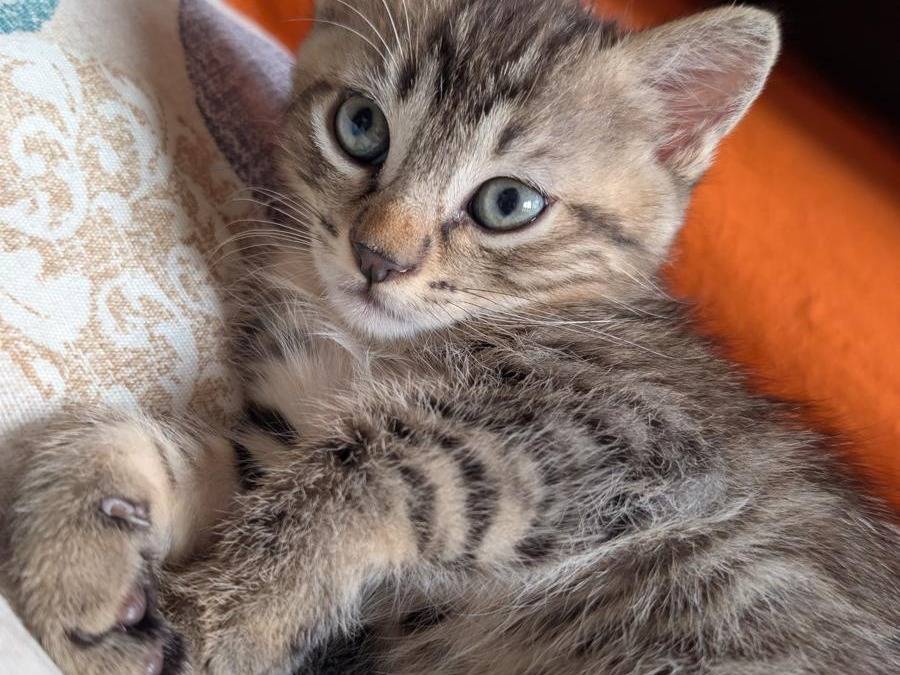 Adozione gatto, maschio, Razza sconosciuta Razza sconosciuta, 2 mesi, taglia non valida, Verbano
