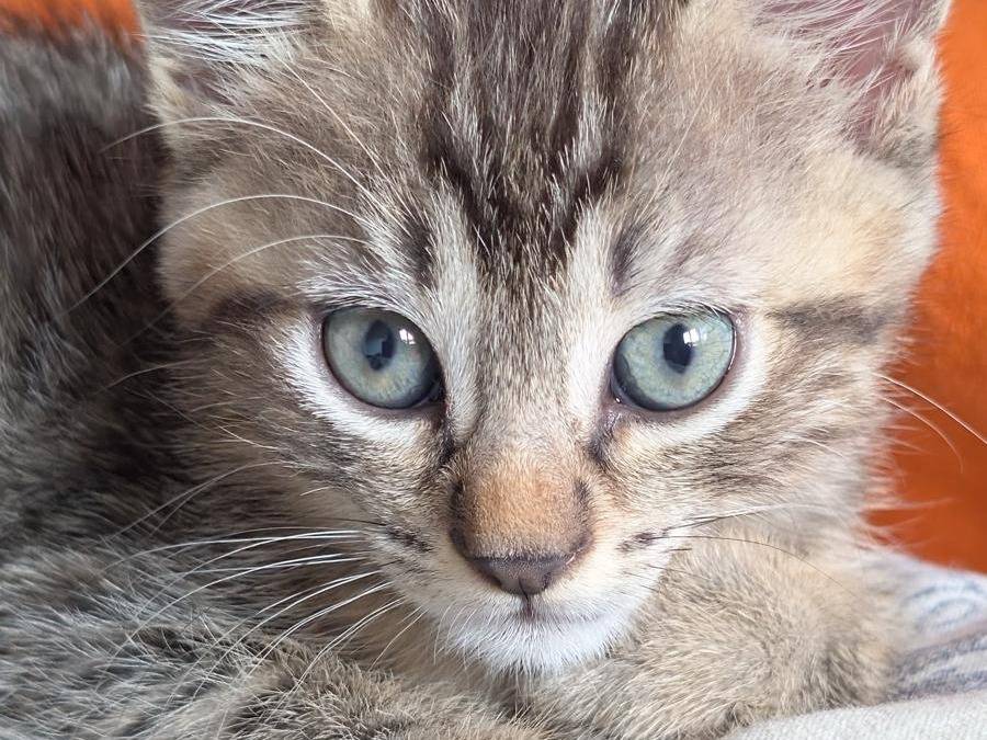Adotta un gatto, maschio, 2 mesi, Verbano