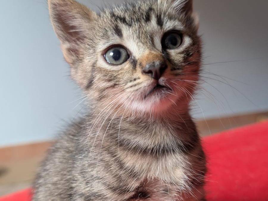 Adozione gatto, maschio, Razza sconosciuta Razza sconosciuta, 2 mesi, taglia non valida, Verbano