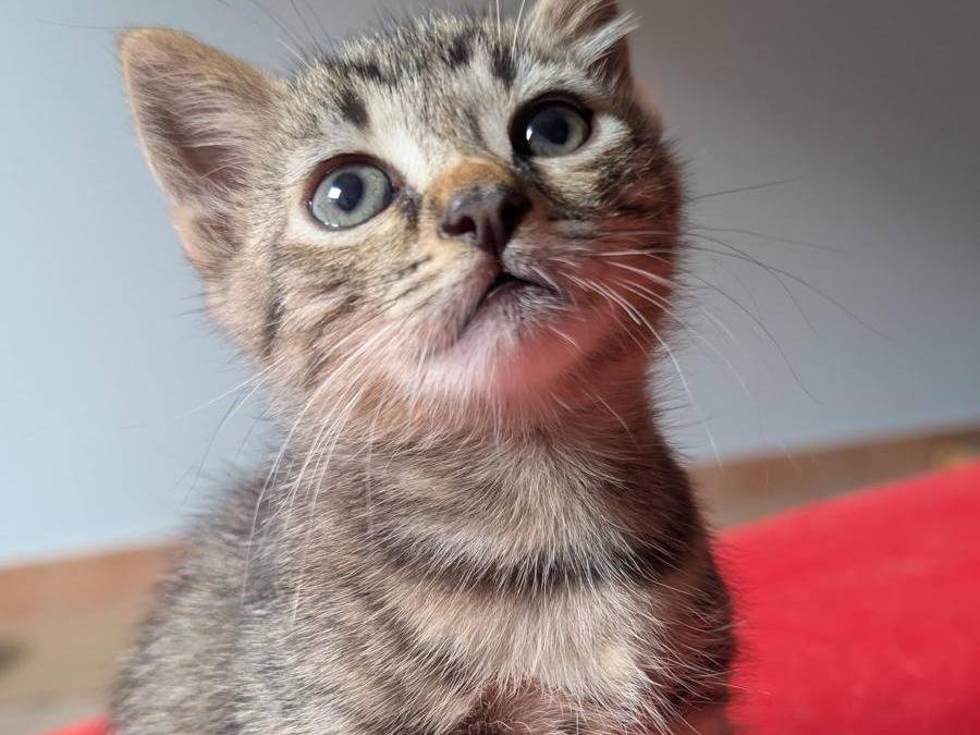 Adotta un gatto, maschio, 2 mesi, Verbano