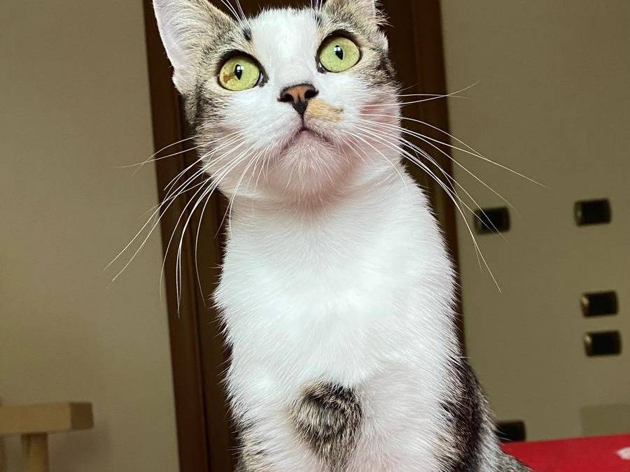 Adozione gatto, femmina, Razza sconosciuta Razza sconosciuta, 1 anno e 2 mesi, taglia non valida, Verbano