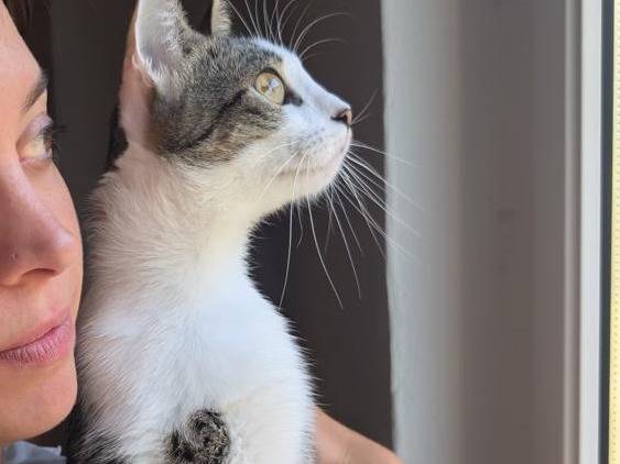 Adotta un gatto, femmina, 1 anno e 2 mesi, Verbano