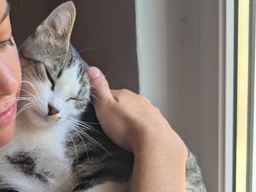 Adotta un gatto, taglia non valida, femmina, Verbano