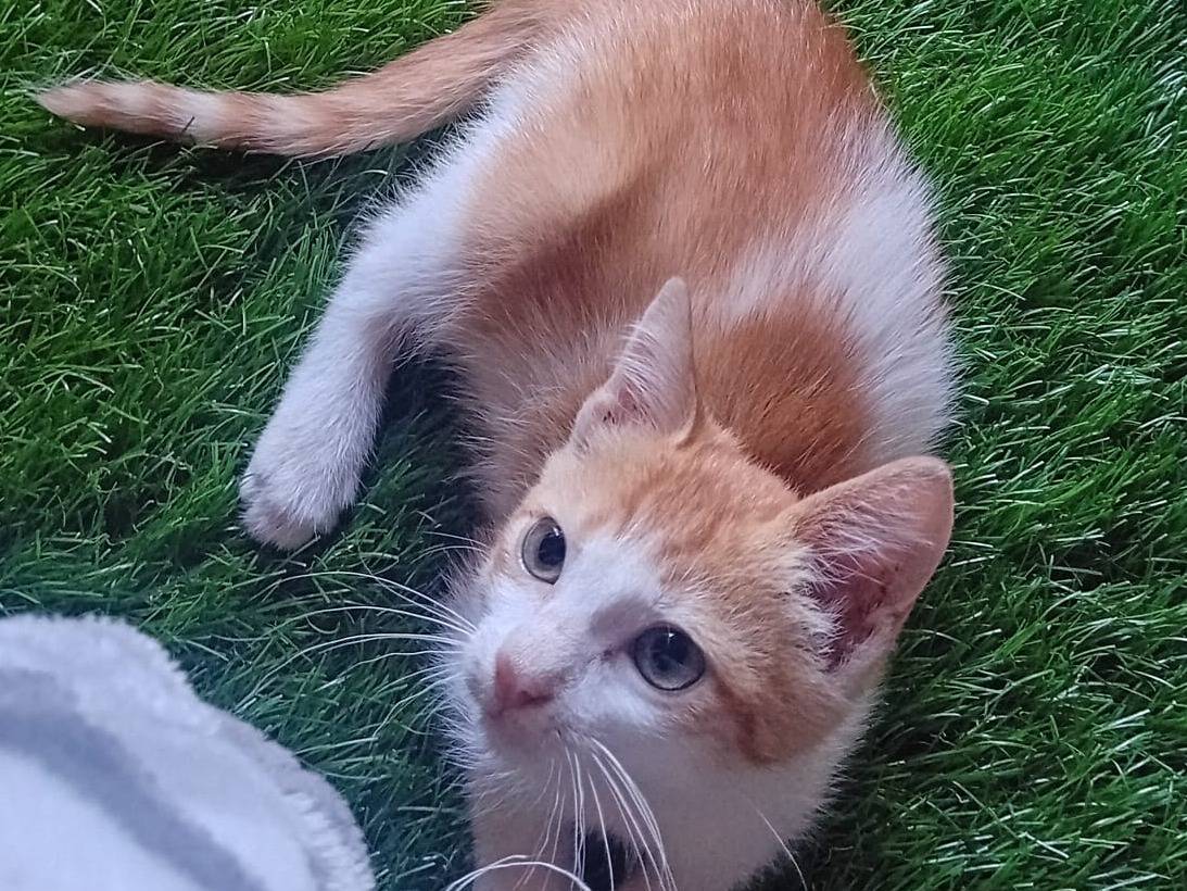 Adotta un gatto, femmina, 3 mesi, Catanzaro