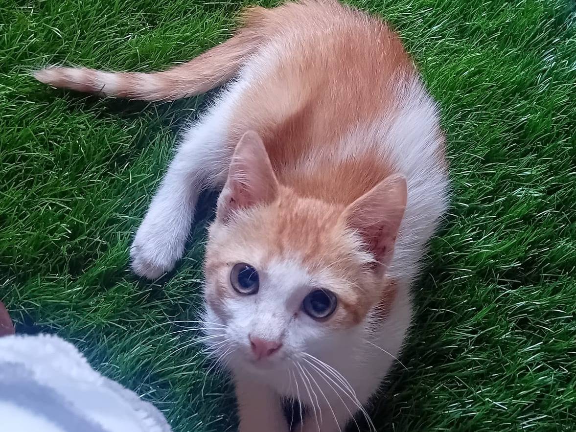 Adotta un gatto, taglia non valida, femmina, Catanzaro