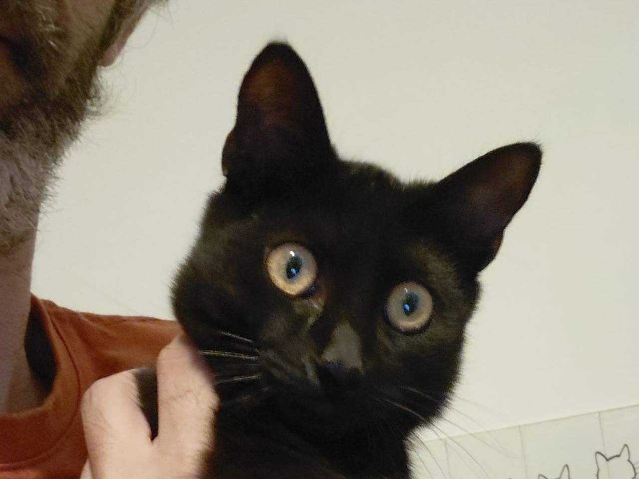 Adozione gatto, femmina, Razza sconosciuta Razza sconosciuta, 5 mesi, taglia non valida, Catanzaro