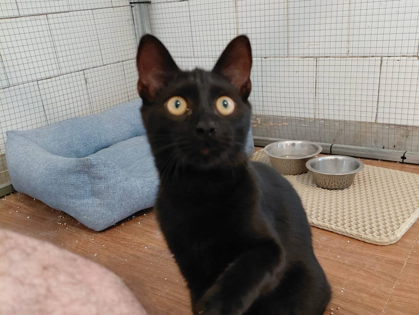 Adotta un gatto, femmina, 5 mesi, Catanzaro