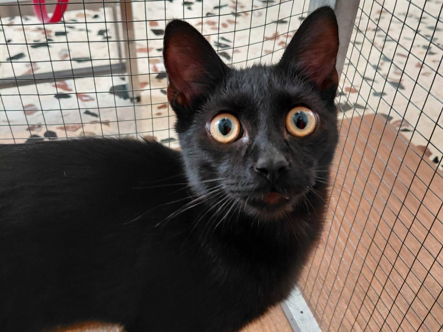 Adotta un gatto, taglia non valida, femmina, Catanzaro