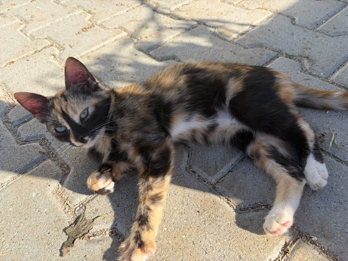 Adotta un gatto, femmina, 4 mesi, Catanzaro