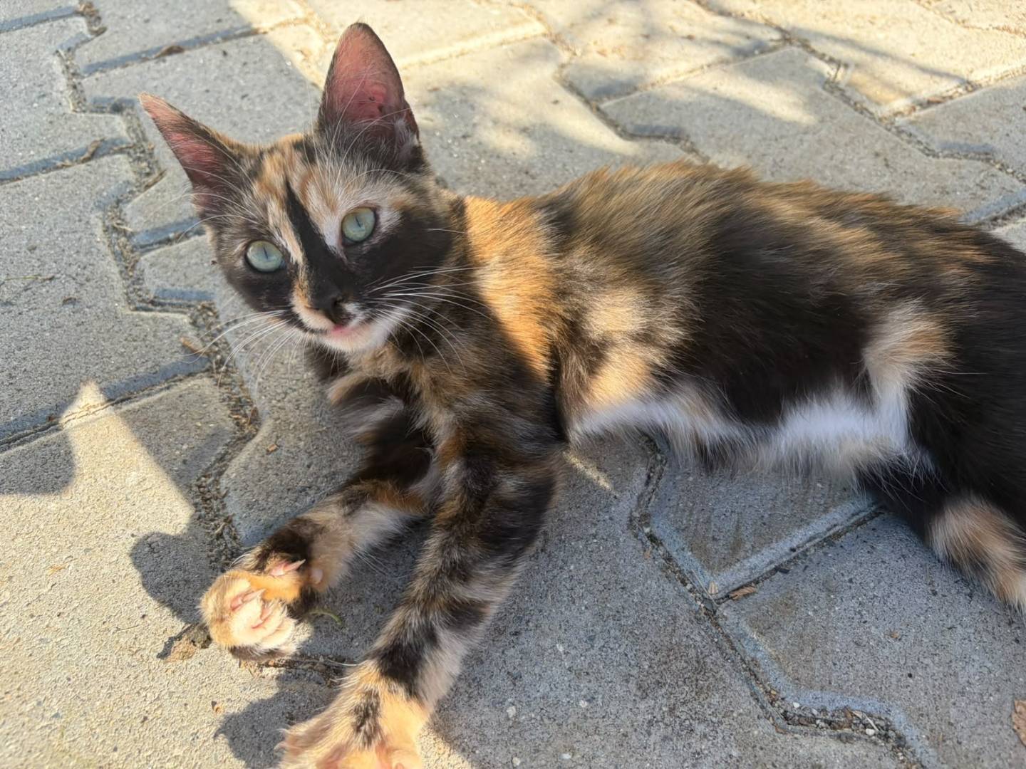 Adozione gatto, femmina, Razza sconosciuta Razza sconosciuta, 4 mesi, taglia non valida, Catanzaro