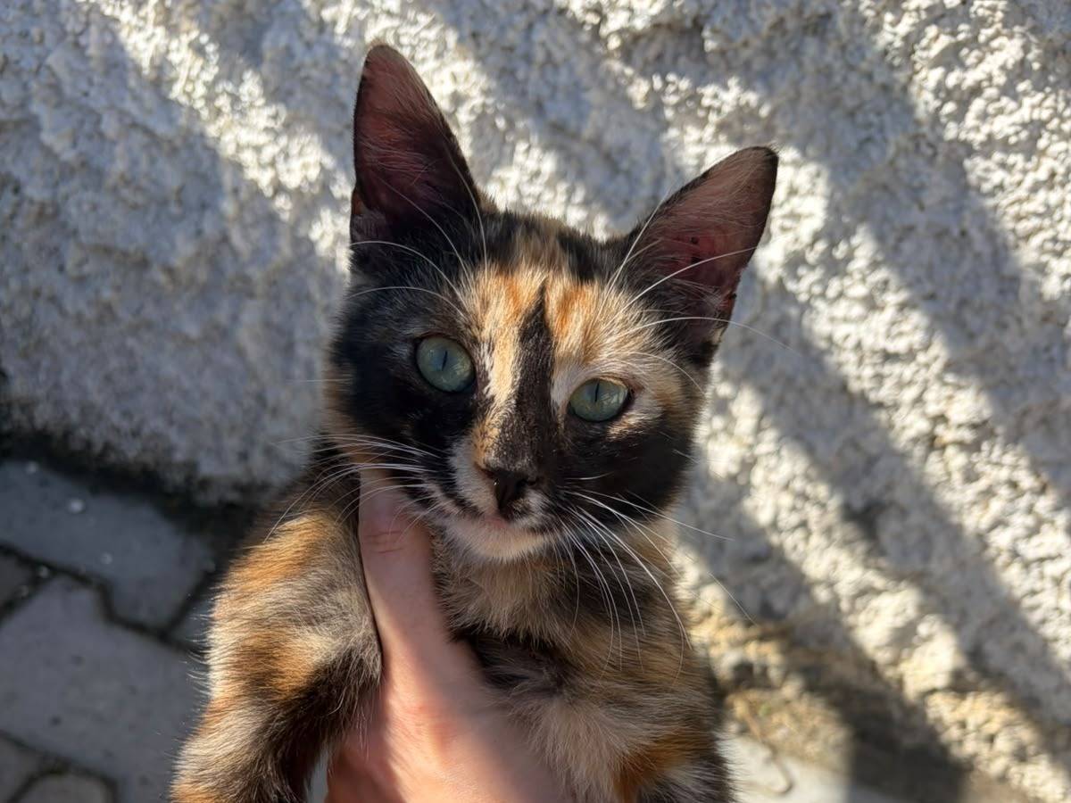 Adotta un gatto, taglia non valida, femmina, Catanzaro
