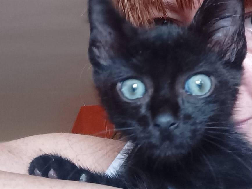 Adozione gatto, maschio, Razza sconosciuta Razza sconosciuta, 3 mesi, taglia non valida, Catanzaro