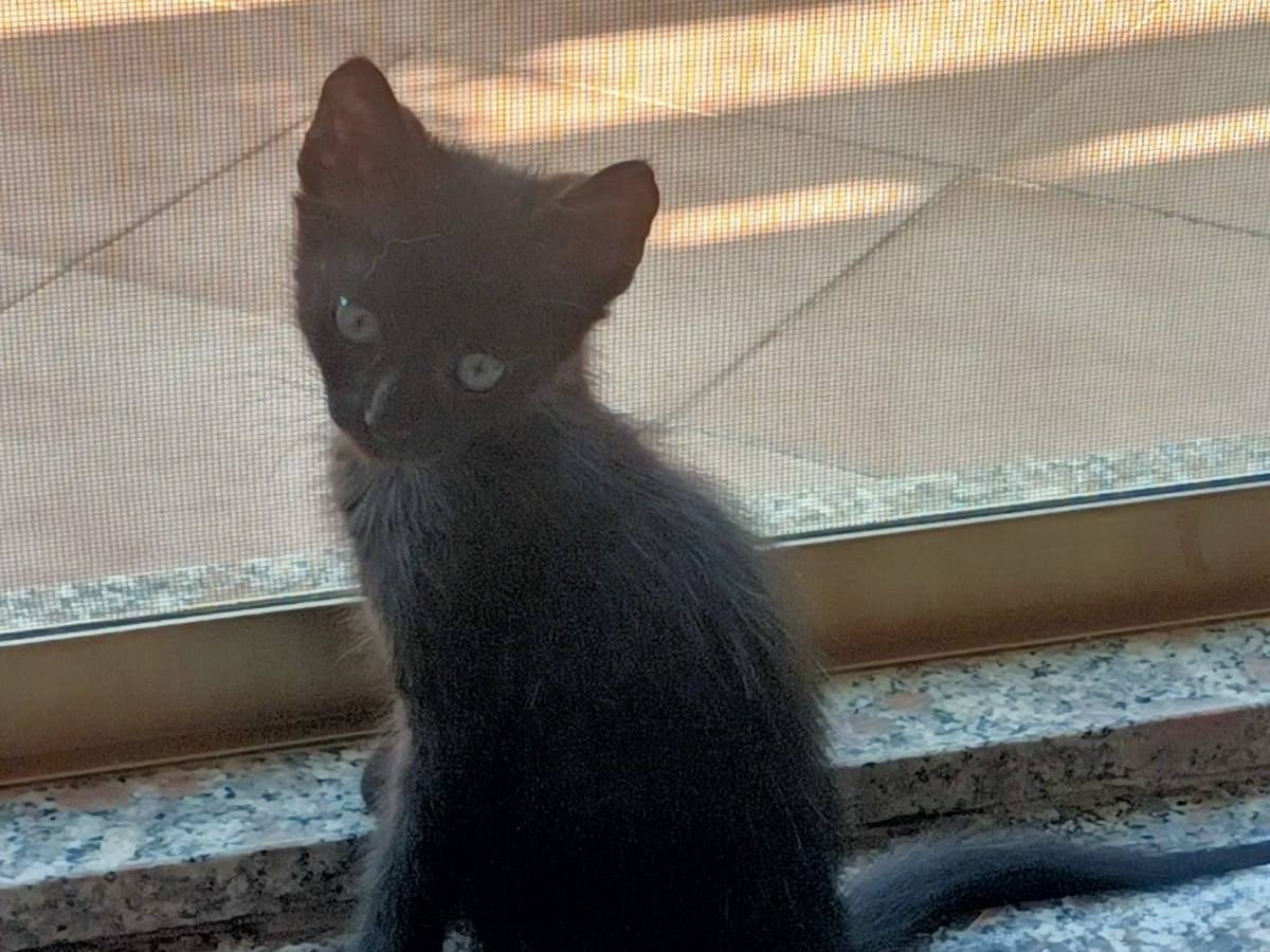 Adotta un gatto, maschio, 3 mesi, Catanzaro