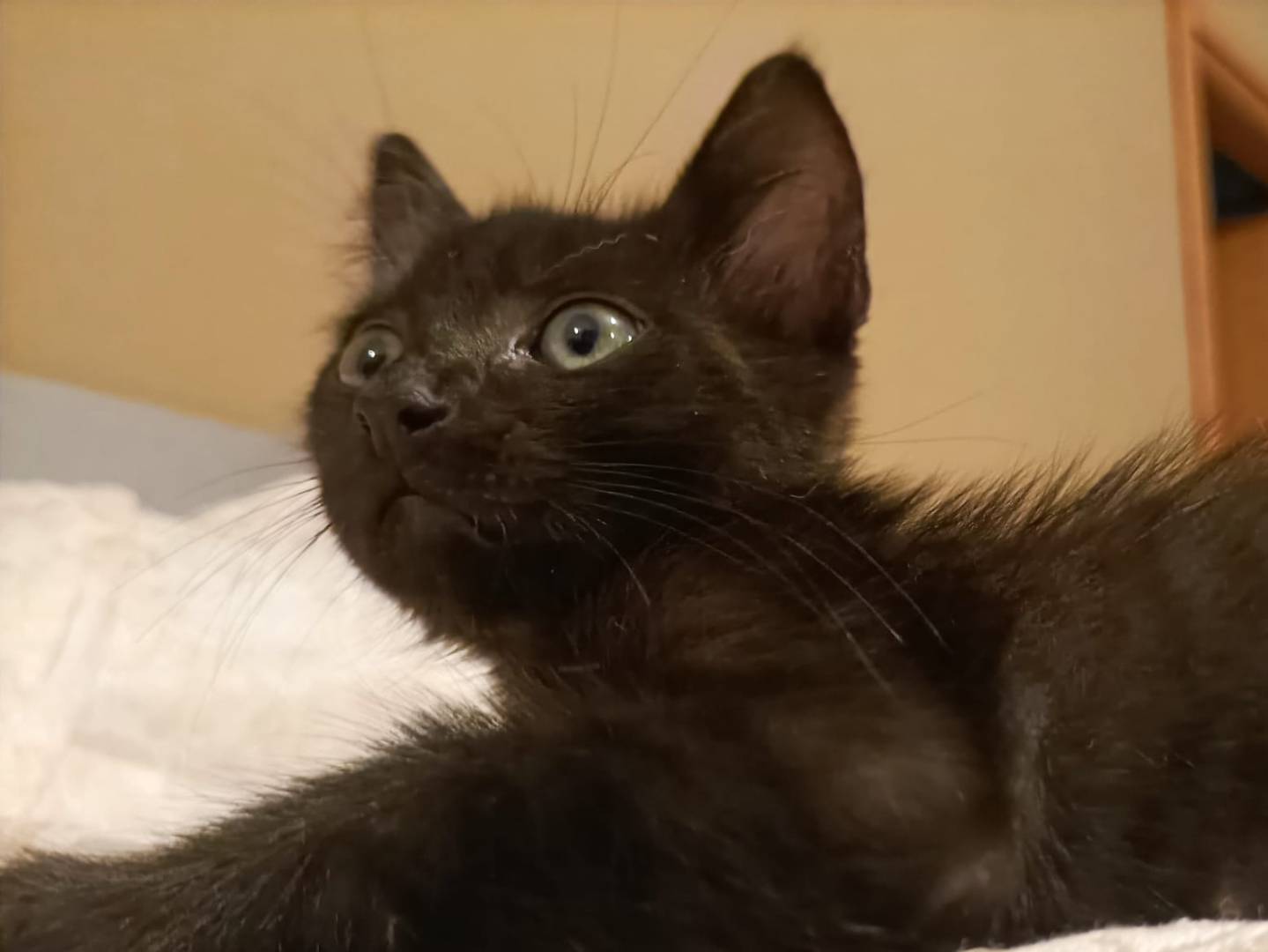Adotta un gatto, taglia non valida, maschio, Catanzaro