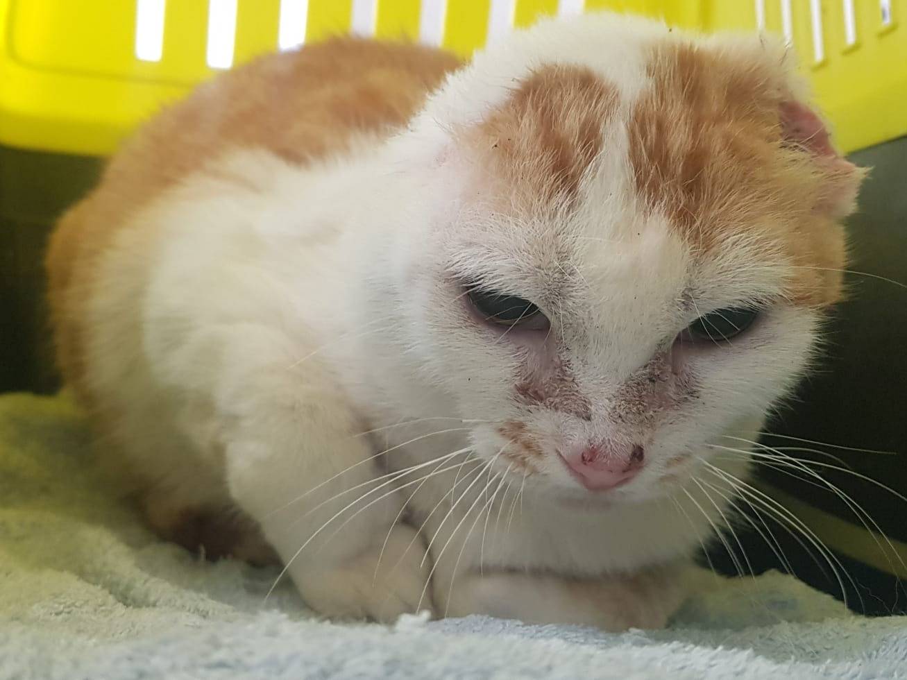 Adotta un gatto, taglia non valida, femmina, Milano