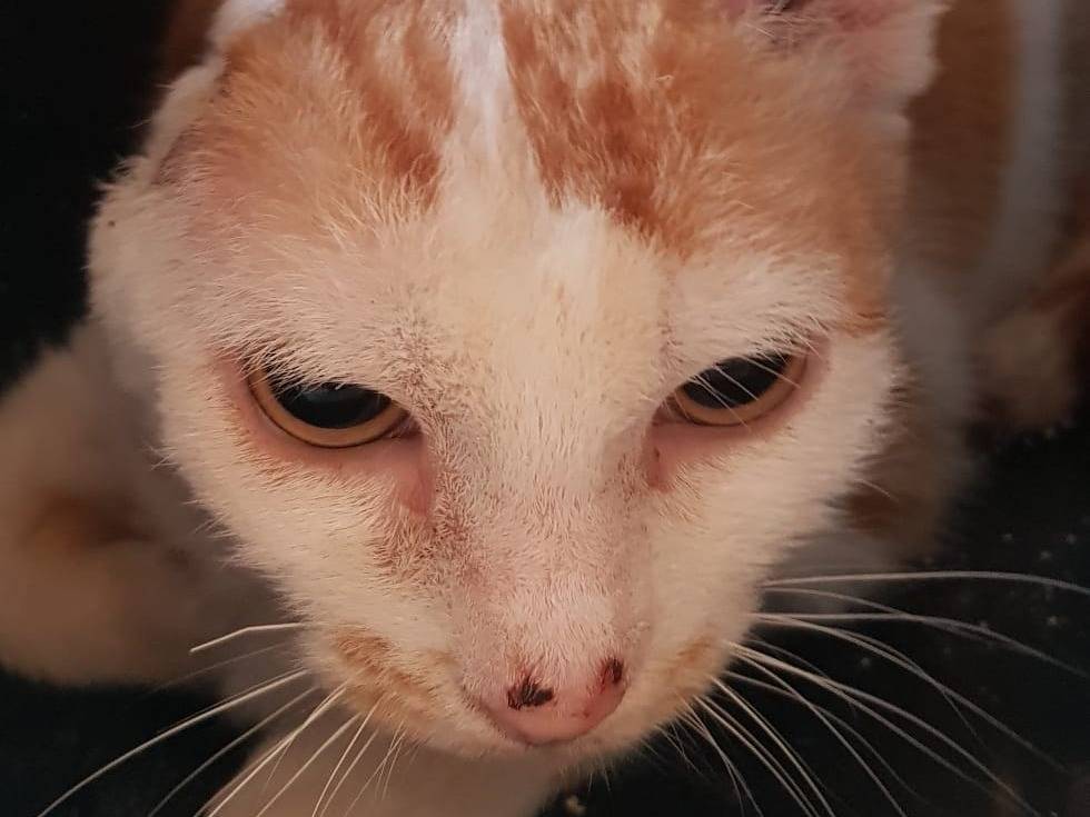 Vuoi adottare un gatto a Milano?