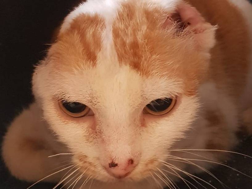 Adotta il gatto Angelina a Milano