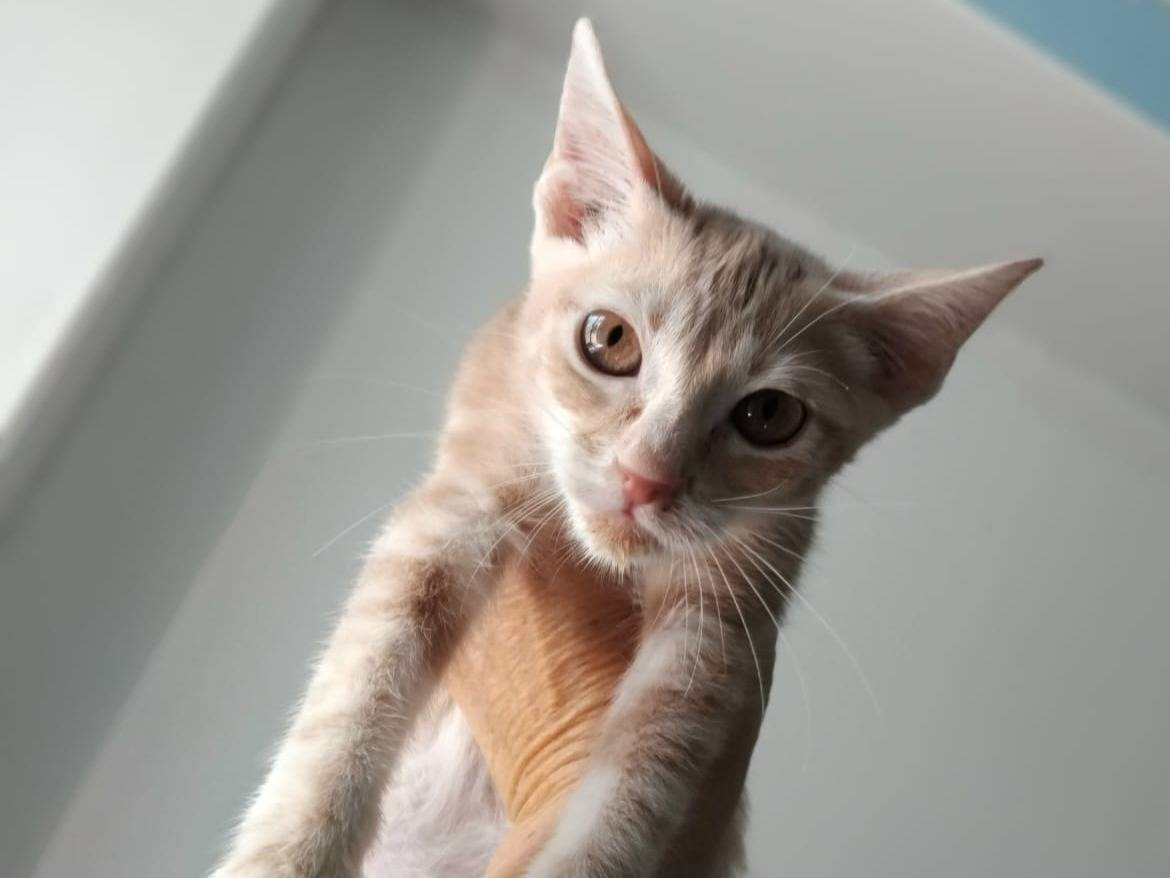 Vuoi adottare un gatto a Brescia?