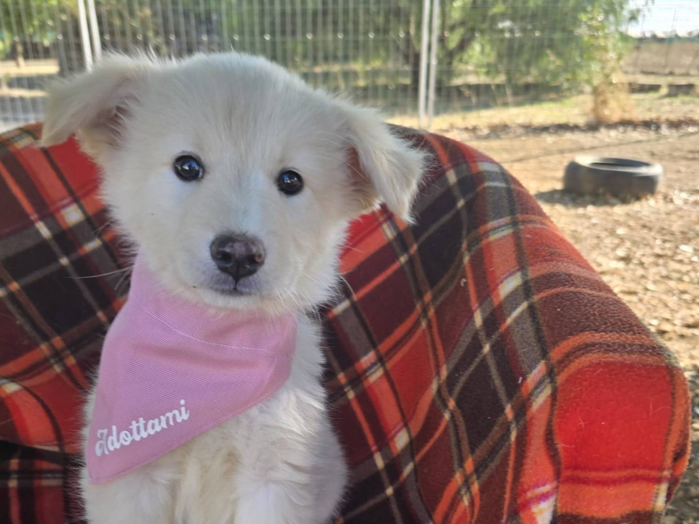 Adozione cane, femmina, Razza sconosciuta Razza sconosciuta, 2 mesi, taglia media contenuta, Taranto