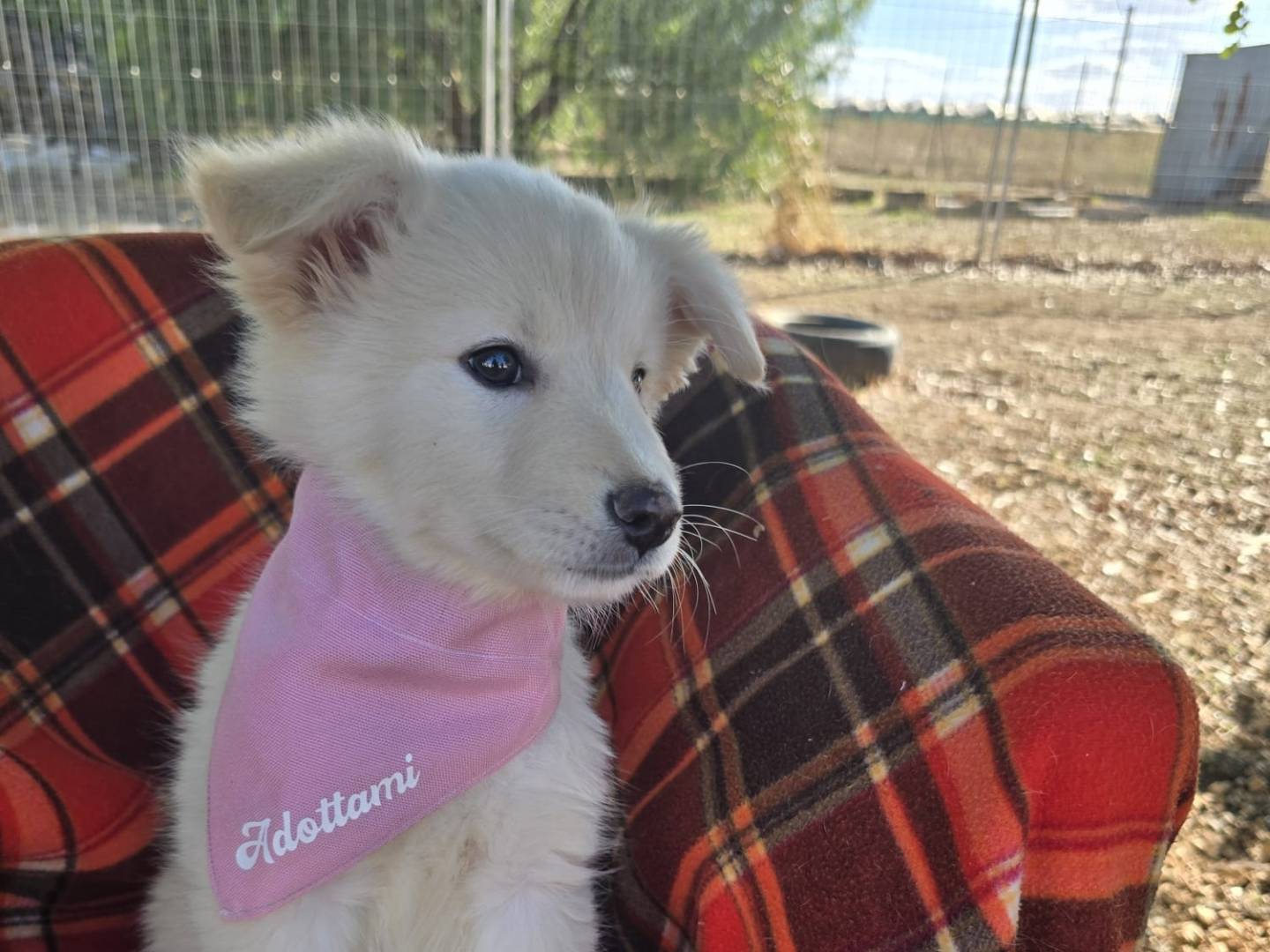 Adotta un cane, femmina, 2 mesi, Taranto
