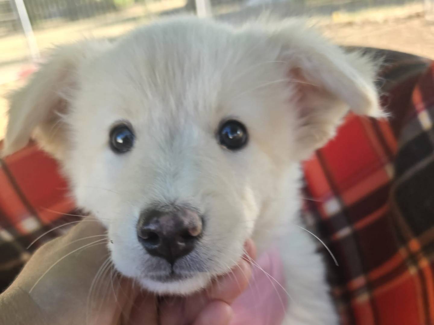 Adotta un cane, taglia media contenuta, femmina, Taranto