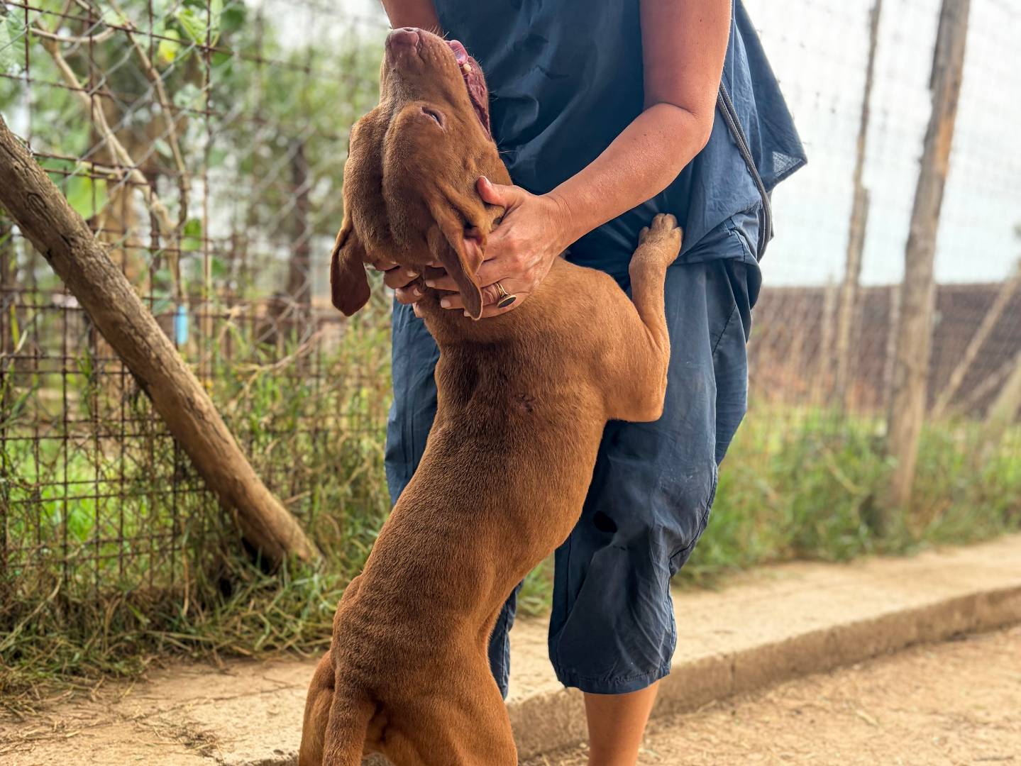 Vuoi adottare un cane a Roma?
