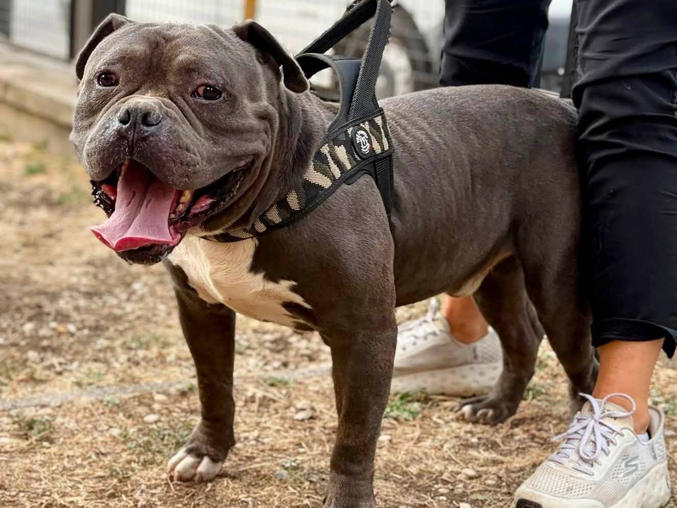 Adozione cane, maschio, Razza sconosciuta Razza sconosciuta, 3 anni e 9 mesi, taglia grande, Roma