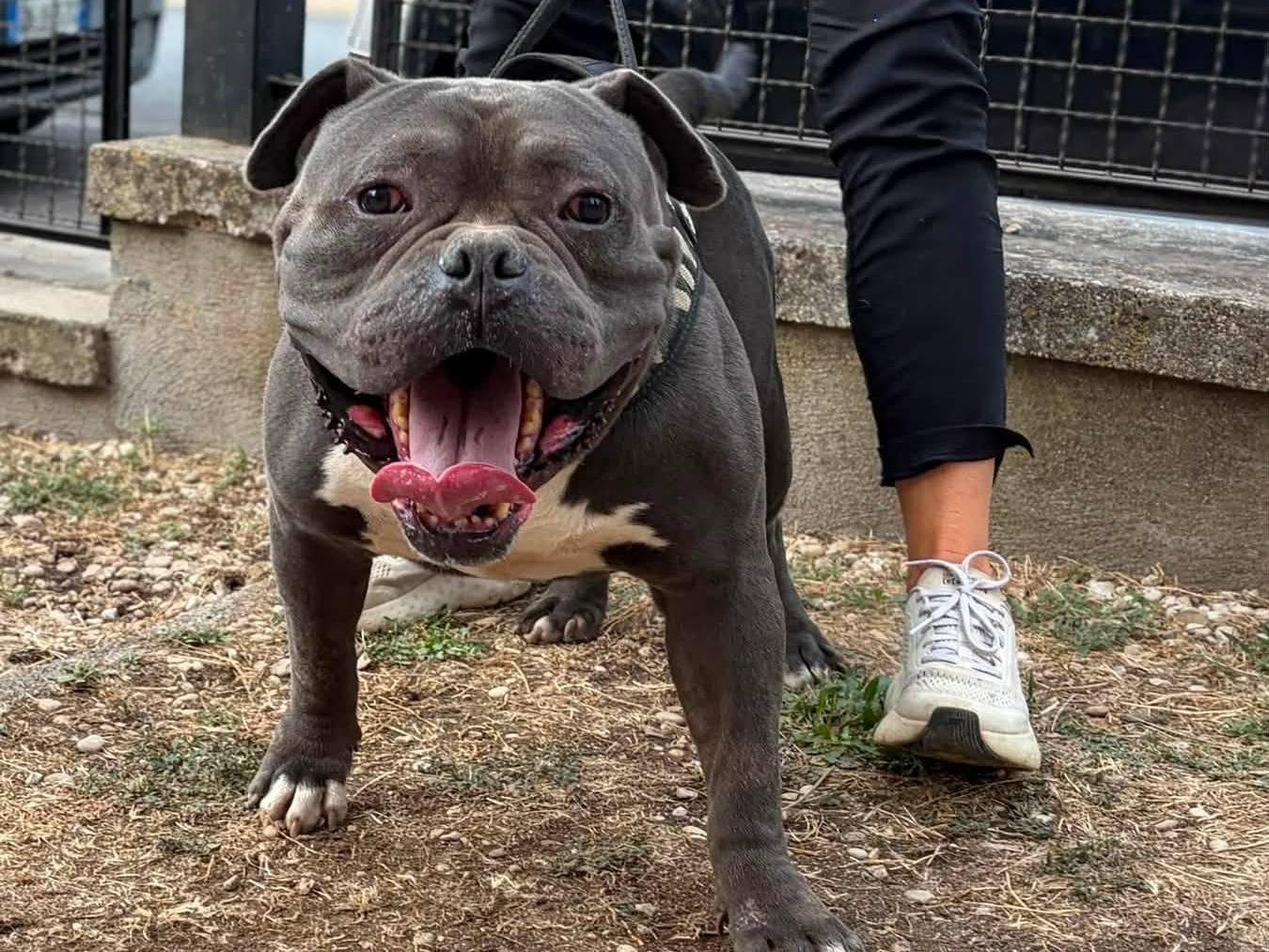Adotta un cane, maschio, 3 anni e 9 mesi, Roma