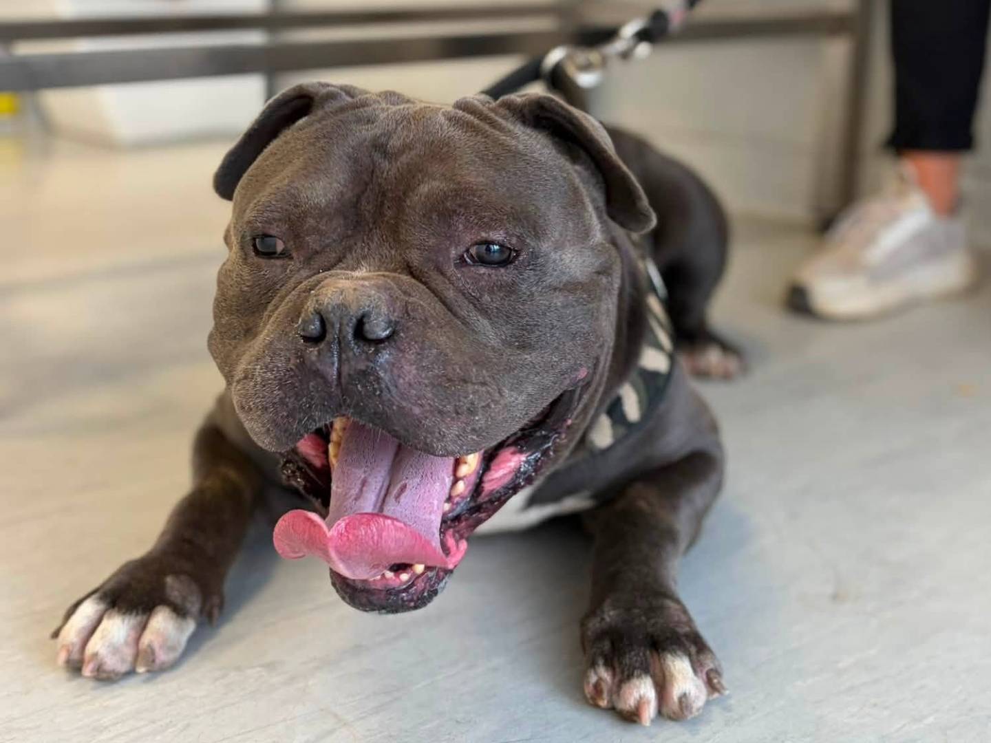 Adotta un cane, taglia grande, maschio, Roma