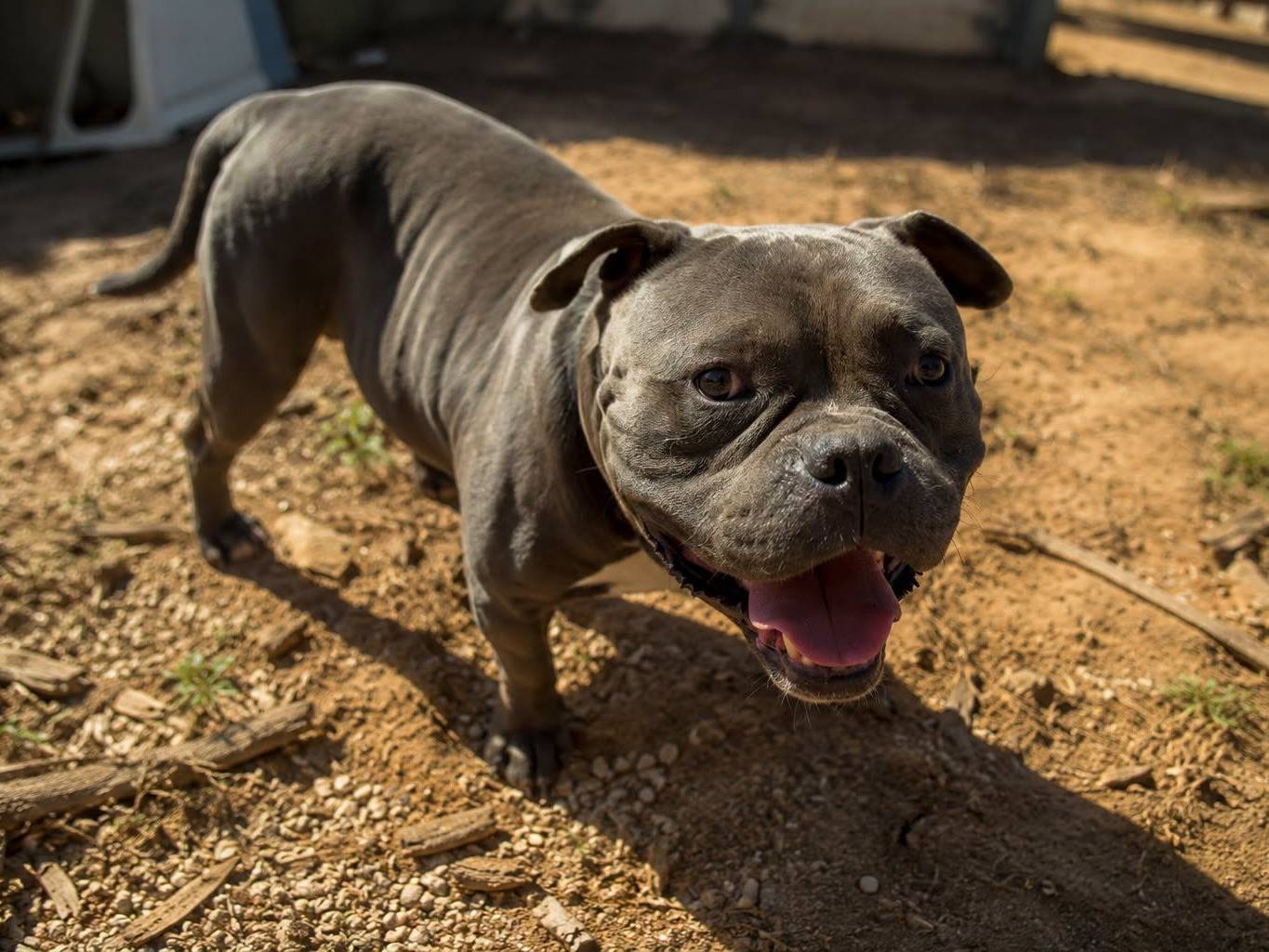 Vuoi adottare un cane a Roma?