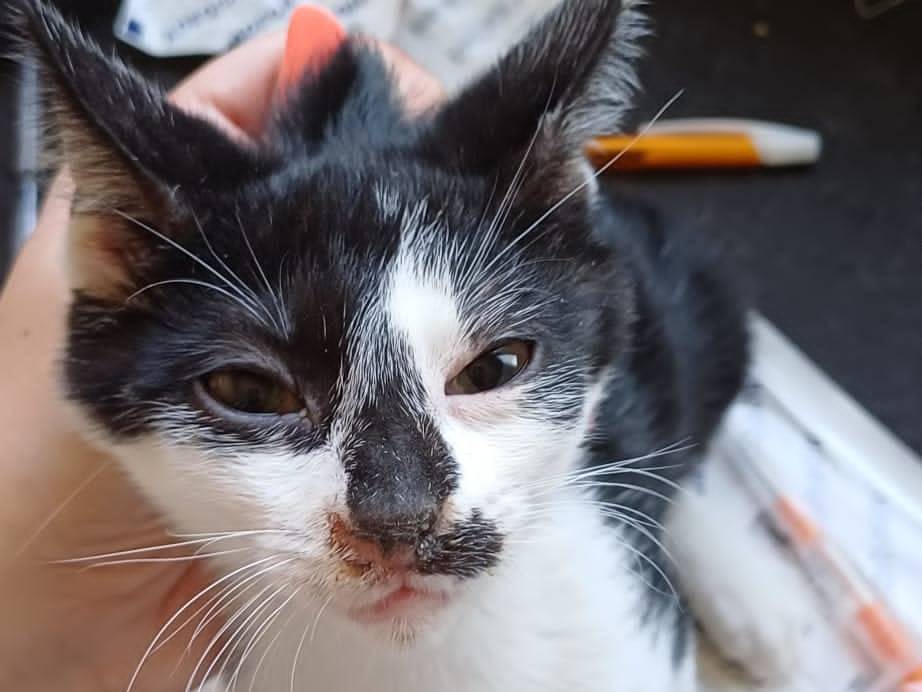 Adozione gatto, maschio, Razza sconosciuta Razza sconosciuta, 4 mesi, taglia non valida, Novara