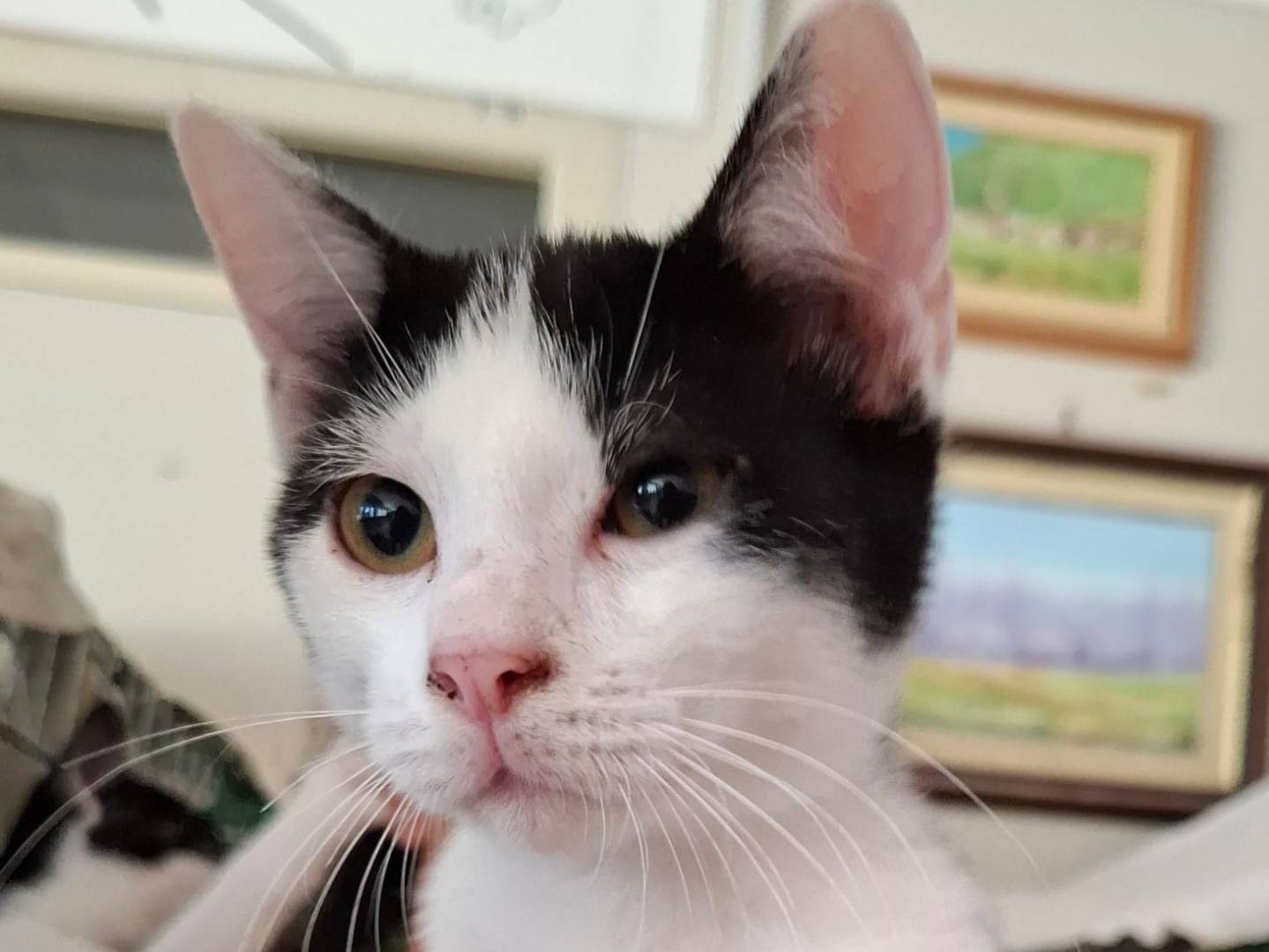 Adozione gatto, maschio, Razza sconosciuta Razza sconosciuta, 4 mesi, taglia non valida, Novara