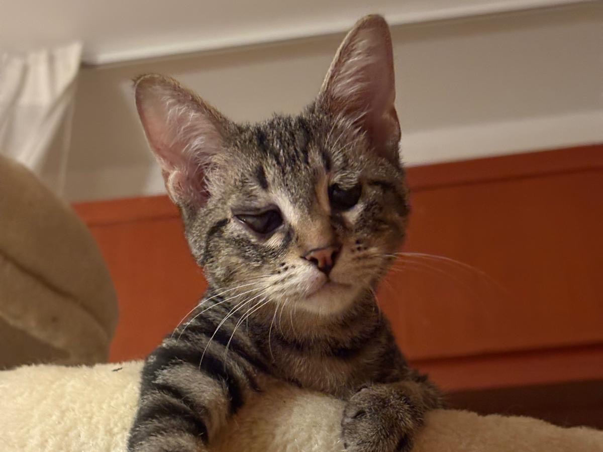 Adotta un gatto, maschio, 4 mesi, Siracusa