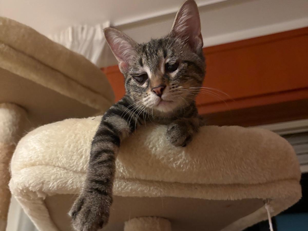 Adozione gatto, maschio, Norvegese delle Foreste  Razza sconosciuta, 4 mesi, taglia non valida, Siracusa