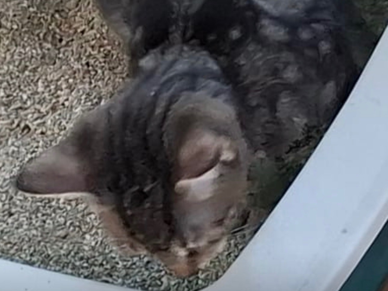 Adotta un gatto, taglia non valida, maschio, Siracusa