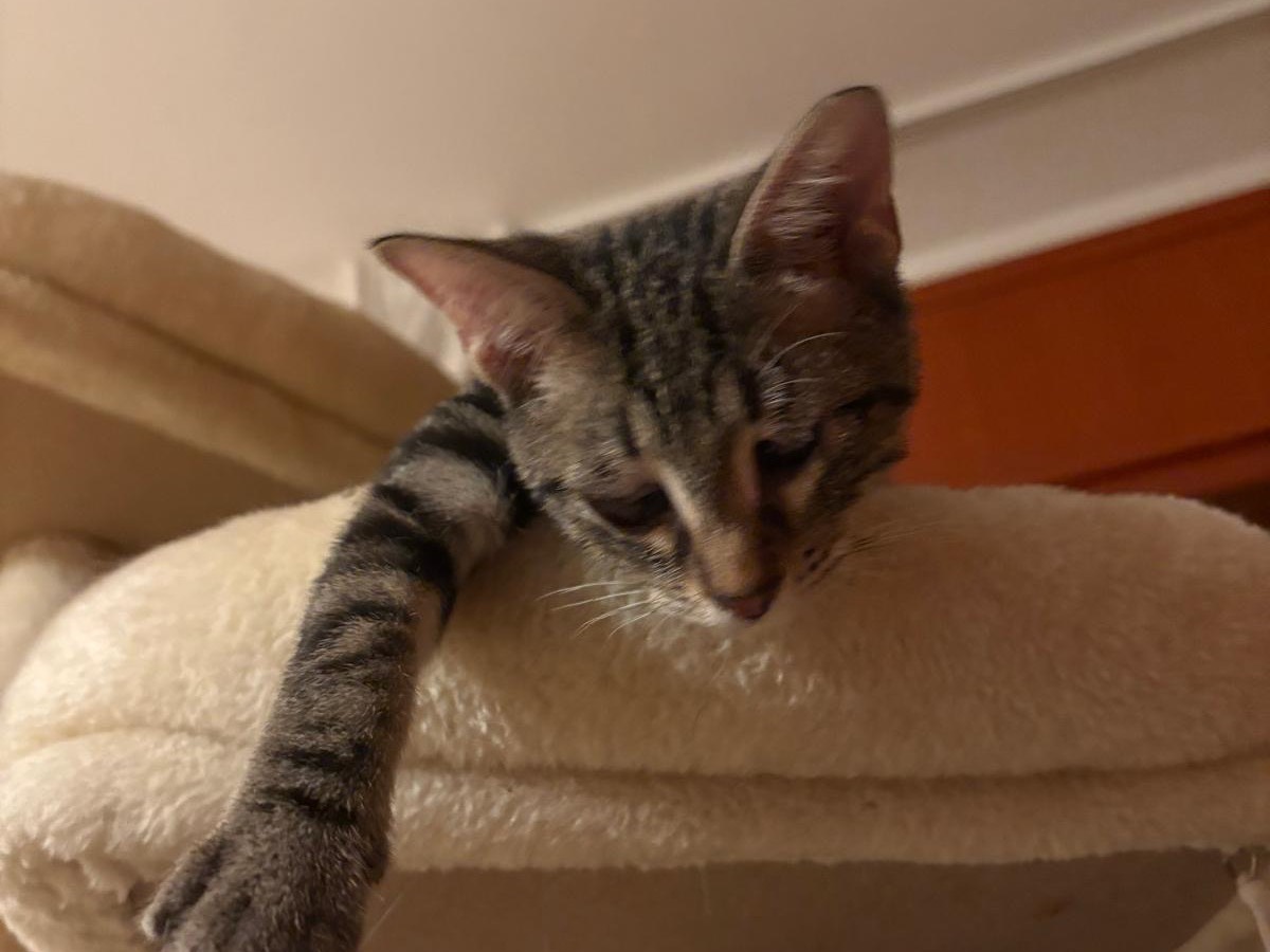 Vuoi adottare un gatto a Siracusa?