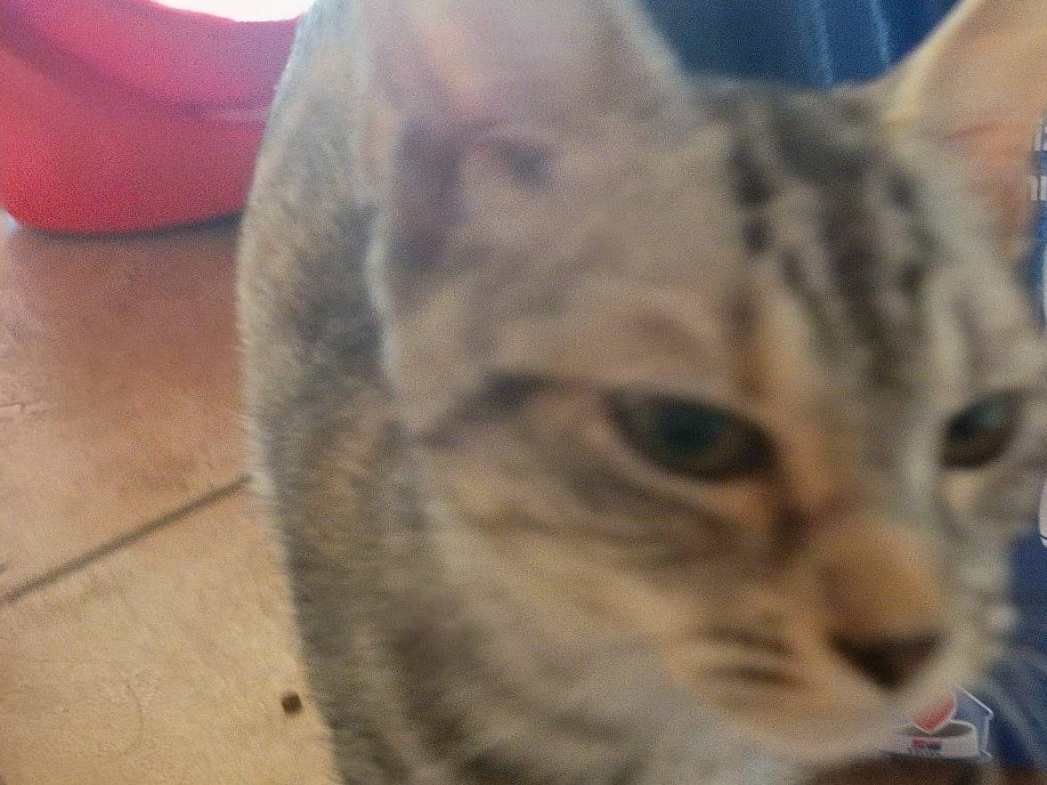 Adozione gatto, femmina, Razza sconosciuta Razza sconosciuta, 4 mesi, taglia non valida, Novara