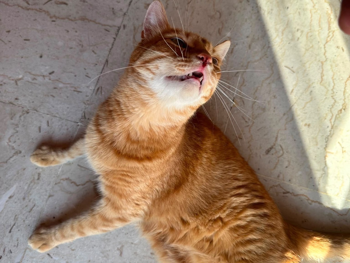 Vuoi adottare un gatto a Siracusa?