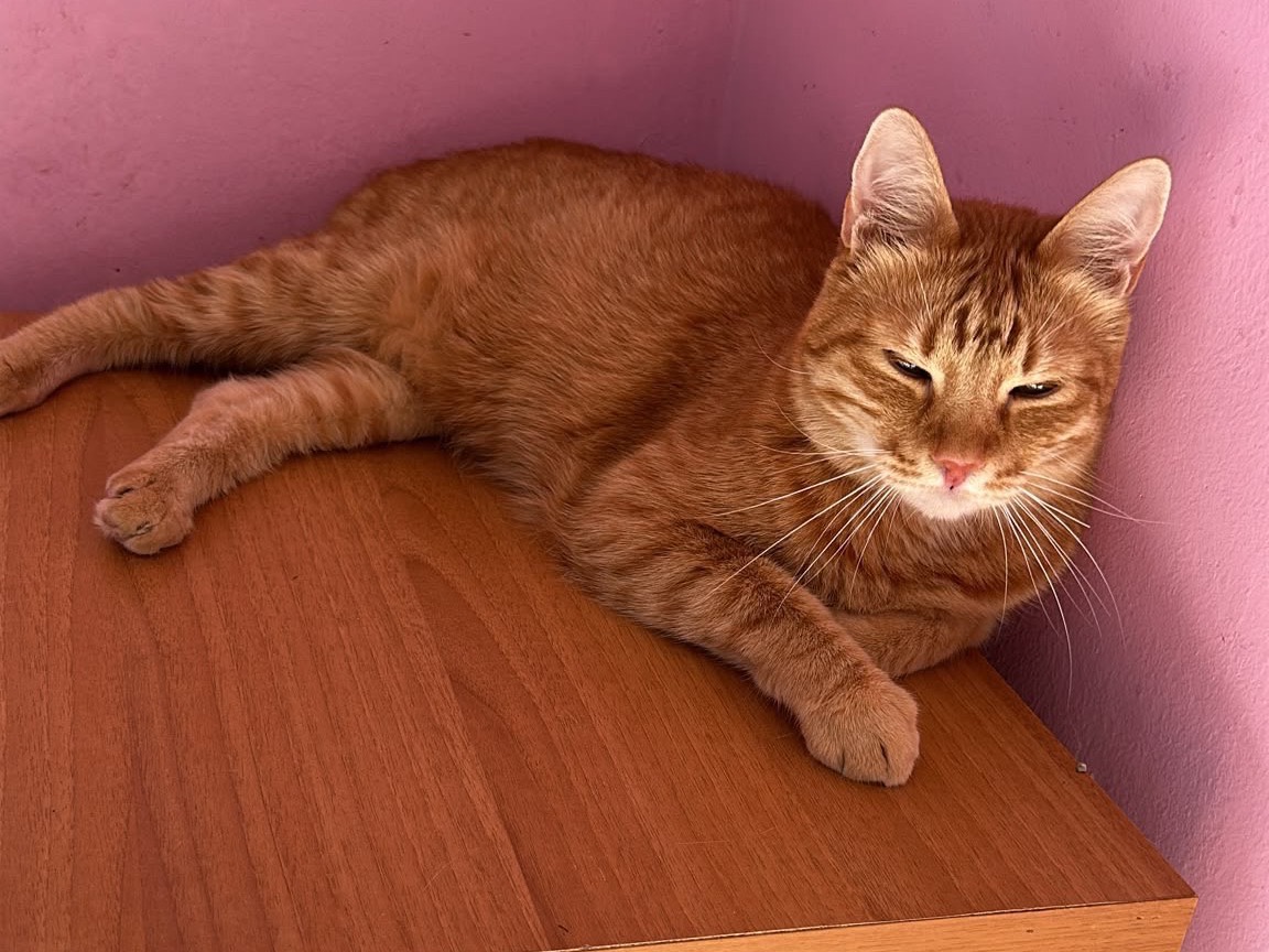 Adotta il gatto Tommy  a Siracusa
