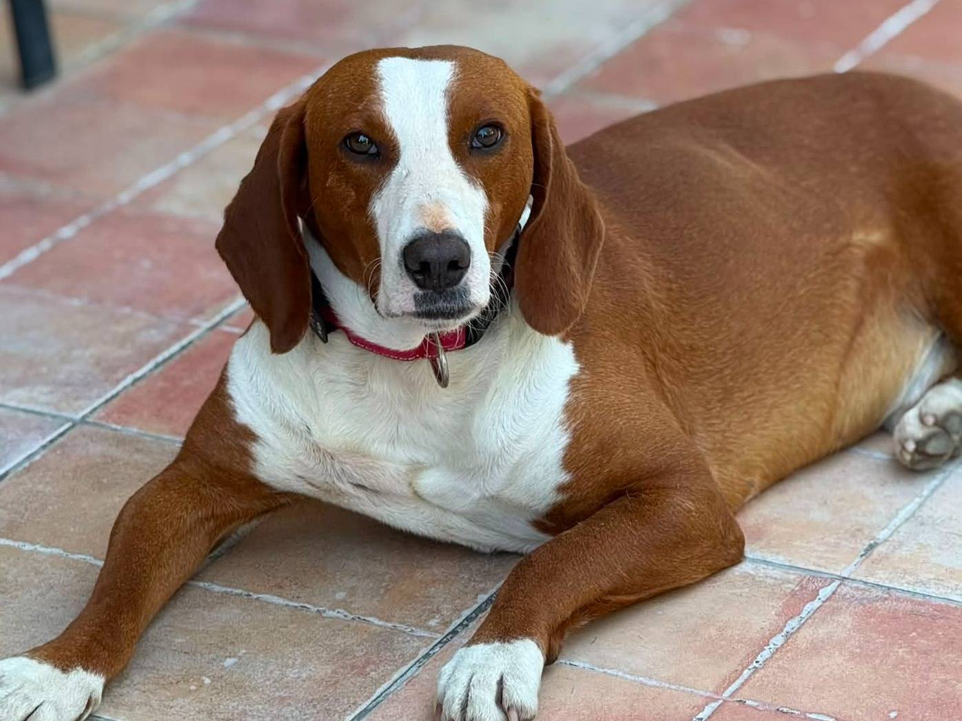Adotta un cane, maschio, 5 anni e 1 mese, Firenze