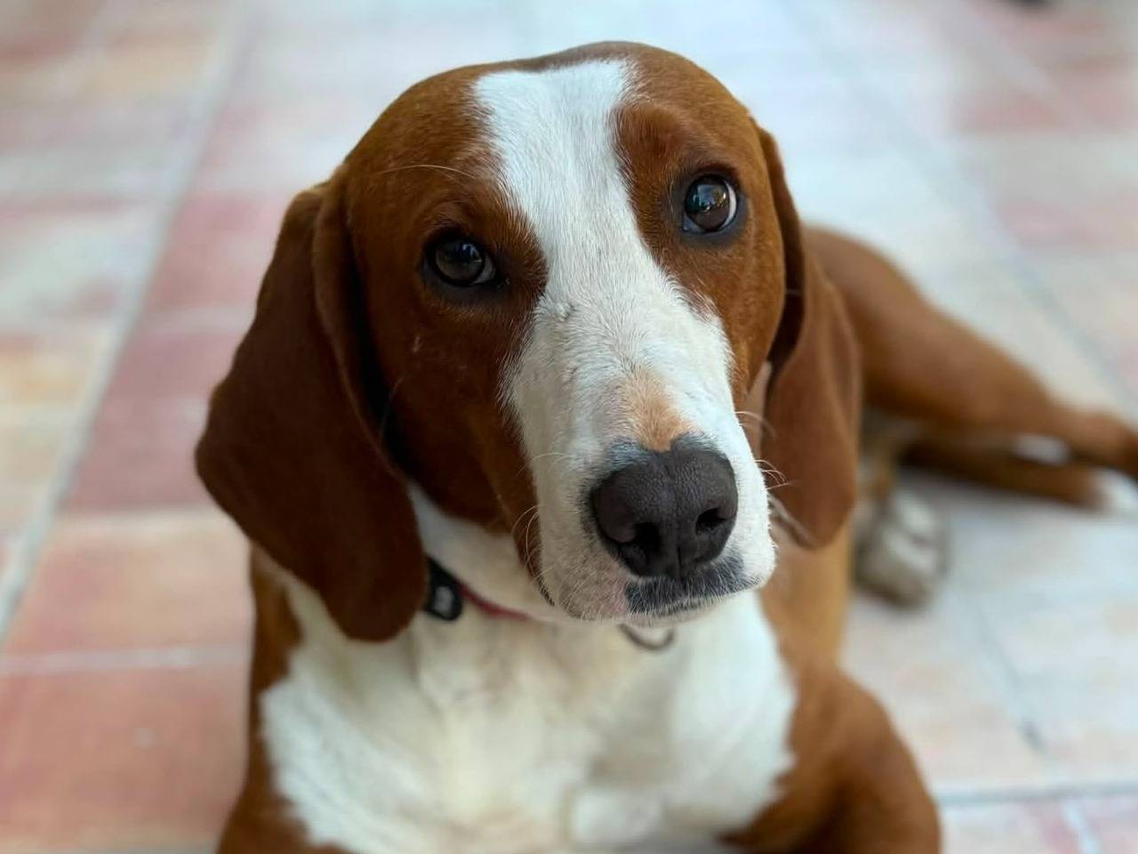 Adozione cane, maschio, Razza sconosciuta Razza sconosciuta, 5 anni e 1 mese, taglia media, Firenze