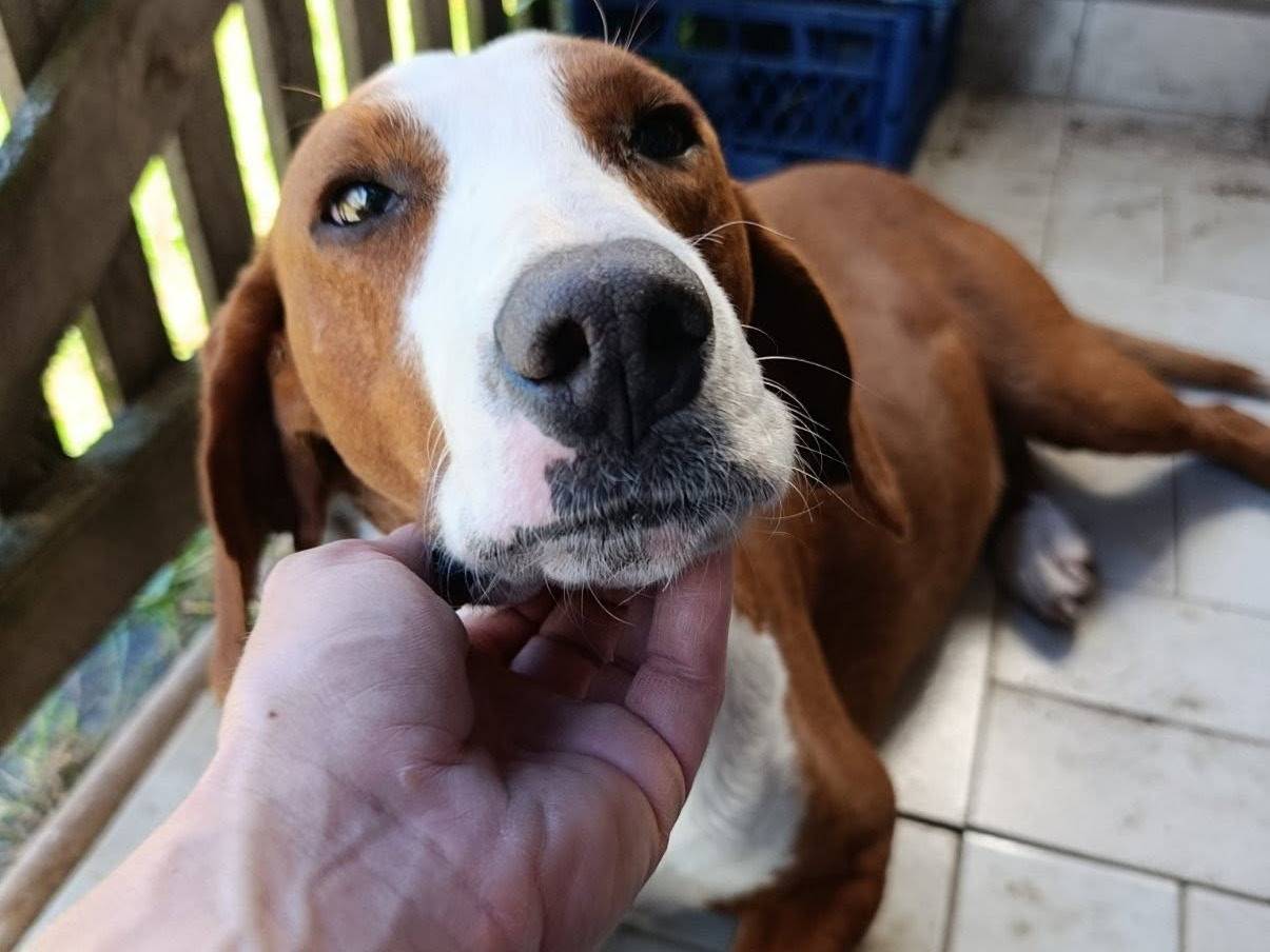 Adotta il cane ASTOR a Firenze