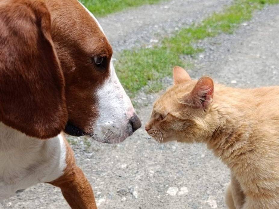 Vuoi adottare un cane a Firenze?