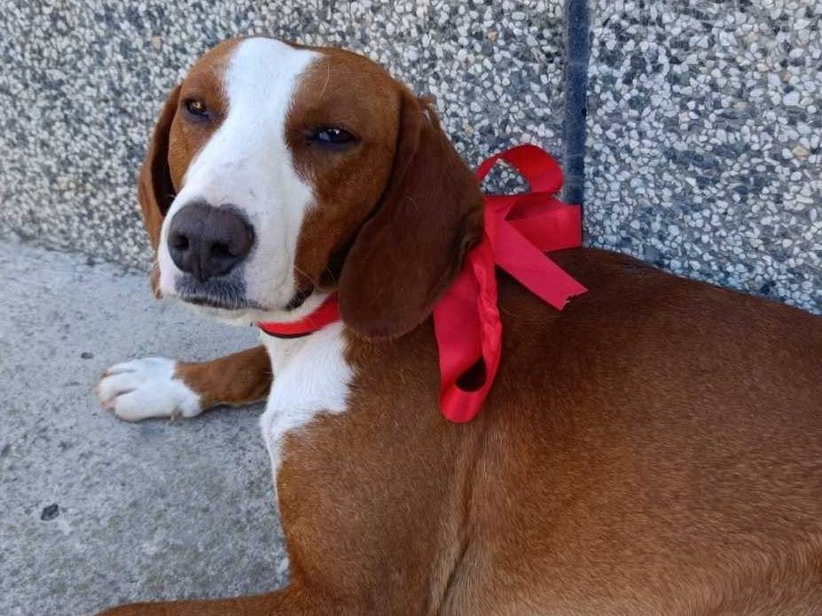 Adotta un cane, taglia media, maschio, Firenze